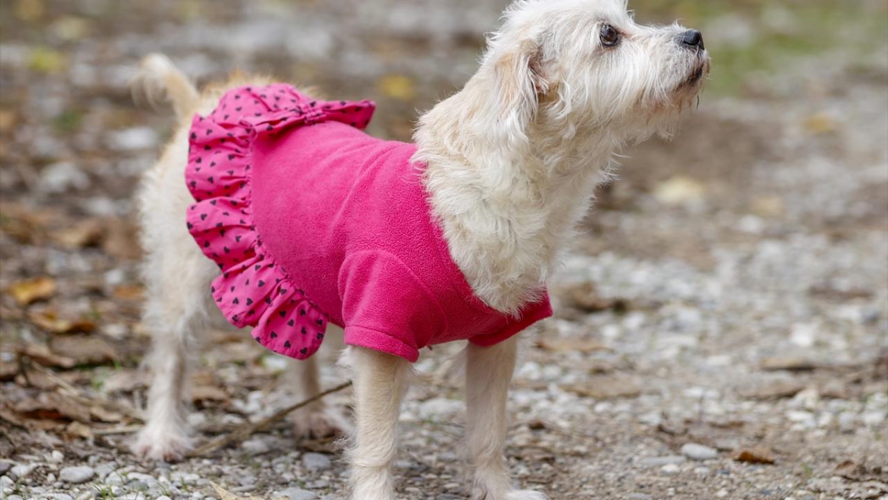 Simge Özel`in 7 yaşındaki teriyer cinsi köpeği pembe kıyafetiyle soğuktan korunuyor.