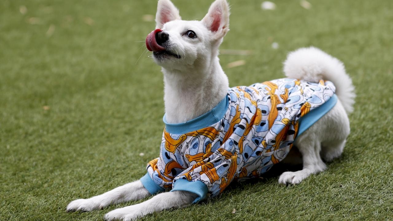 Ebru Gümen`in Cavalier Spitzi cinsi 3 yaşındaki Cesur isimli köpeği, çizgi kahramanı motifli kıyafetiyle soğuktan korunuyor.