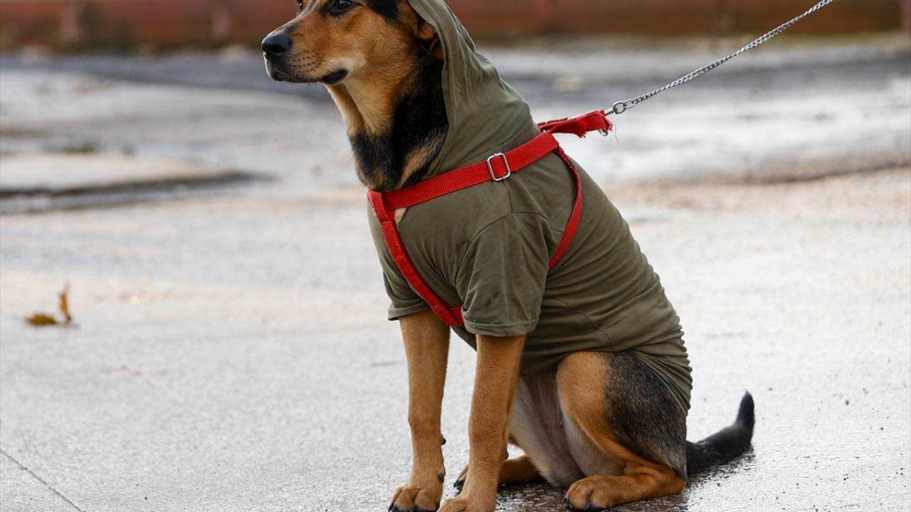Mustafa Geçener`in 10 aylık Hera isimli köpeği, kapüşonlu kıyafetiyle soğuktan korunuyor.