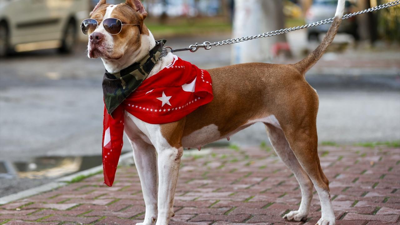 Oğuzhan Erdal`ın 2 yaşındaki Zeyna isimli köpeği, boyunluğuyla dikkati çekiyor.