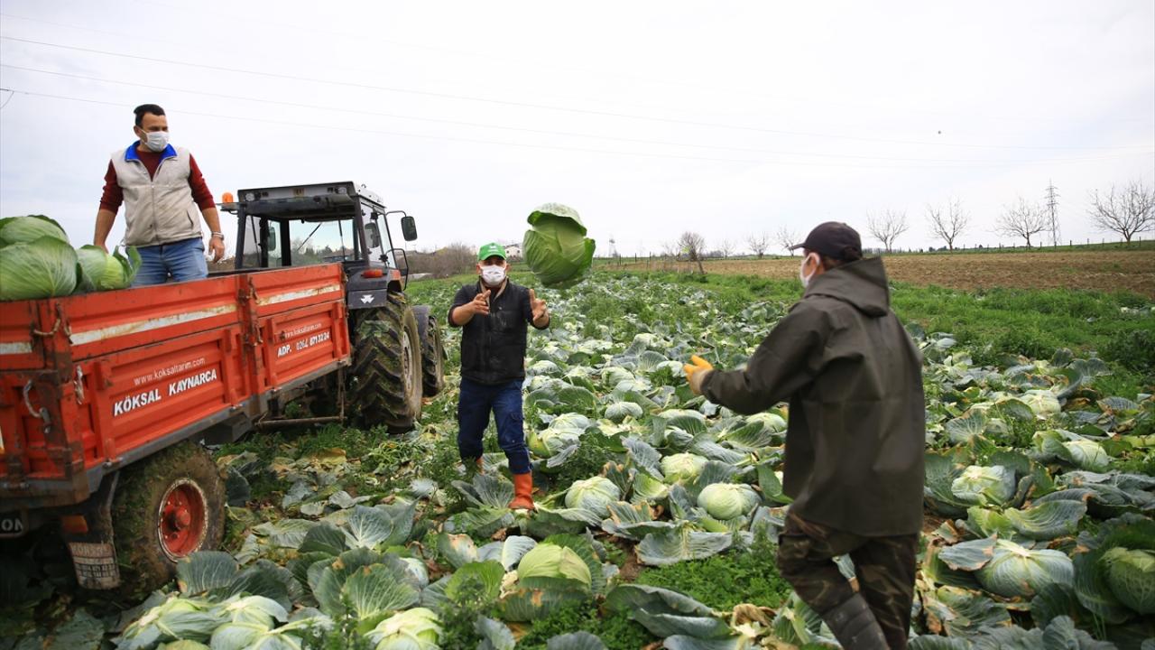 Çiftçiler, yetiştirdikleri lahanaları sökerek traktörlerle getirdikleri "lahana borsası" adı verilen meydanda satışa sunuyor.