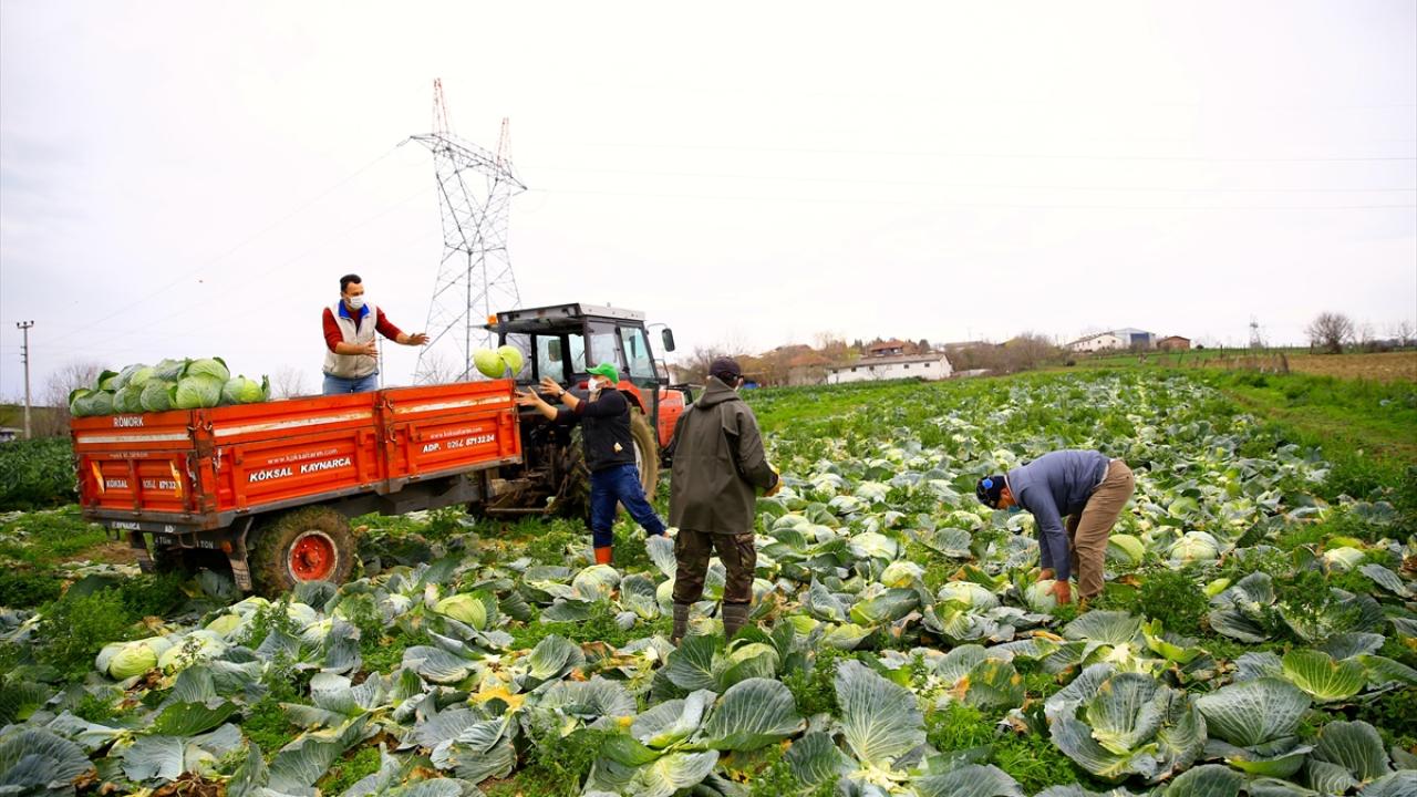 Kaynarca Ziraat Odası Başkanı İbrahim Çakar, ilçede 7 mahallede yaklaşık 100 çiftçi tarafından lahana üretimi yapıldığını söyledi.