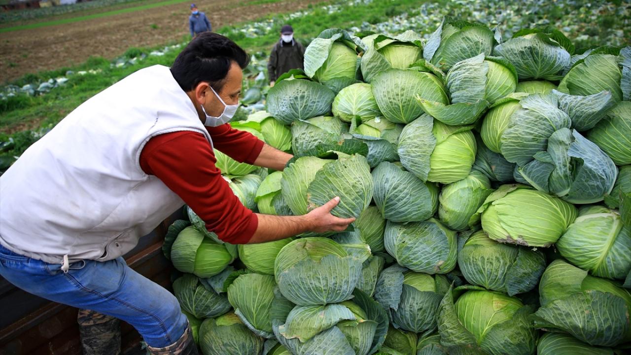 "Kaynarca lahanası, en güzel lahana olarak bilinir"