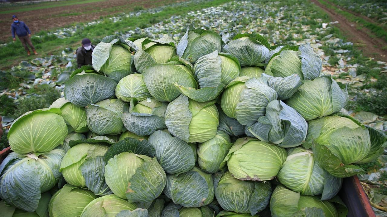 Kaynarca Sebze Üreticileri Birliği Başkanı Tuncay Yıldız da Birliğin öncelikli amacının aracıları ortadan kaldırmak olduğunu söyledi.