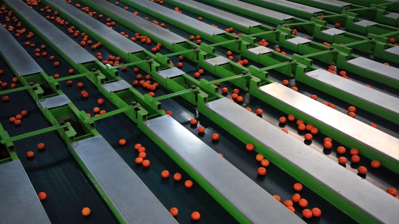 Akdeniz İhracatçı Birlikleri verilerinden derlediği bilgilere göre, 2019`da 313 milyon 560 bin dolarlık narenciye gönderilen Rusya`ya ihracat, 2020 yılında yüzde 31 arttı. 