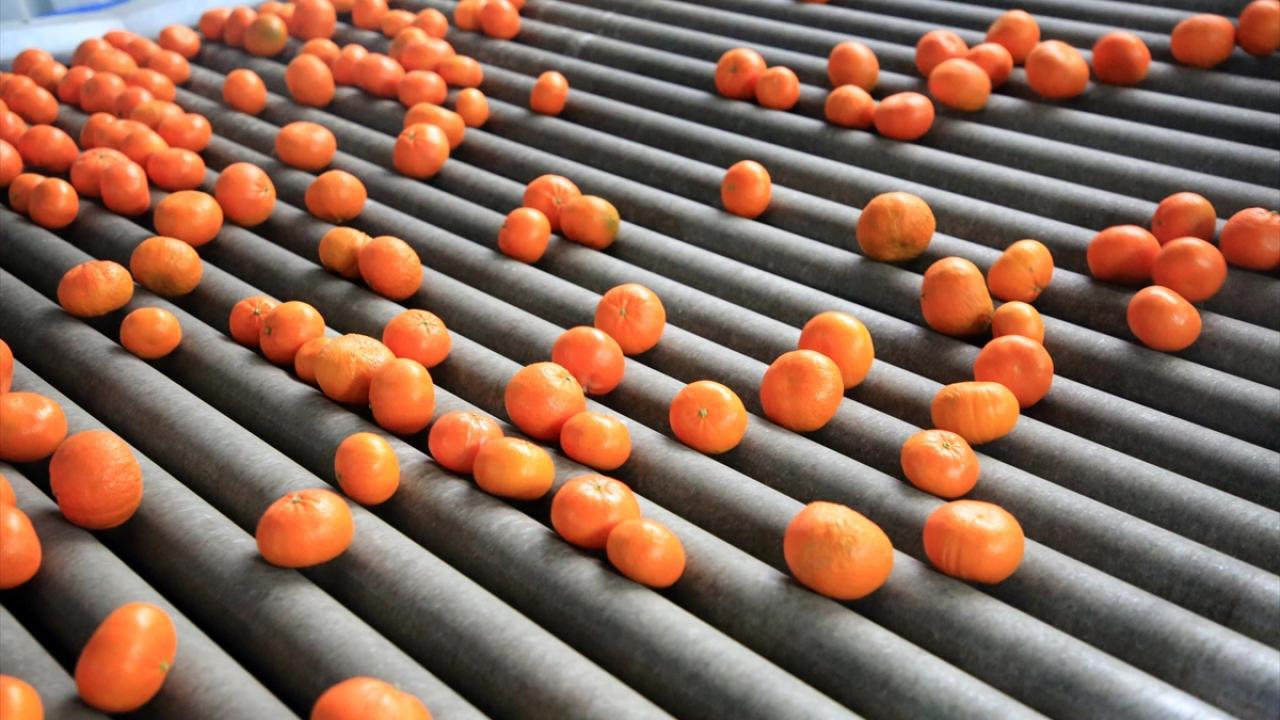 Ülkeler bazında ise narenciye ihracatında Rusya`yı, Irak, Ukrayna, Romanya ve Polonya takip etti.