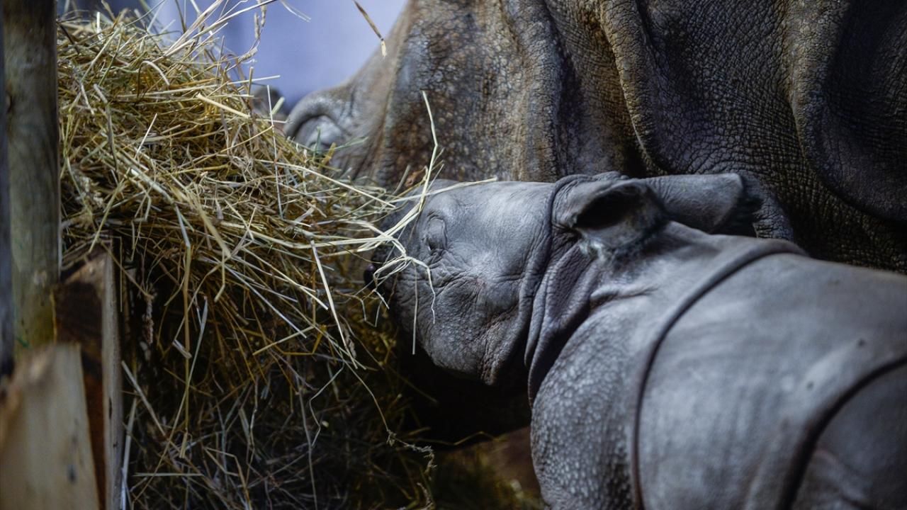 Yetkililer, anne Maruska ve baba Manas`tan dünyaya gelen dişi yavru gergedanın 6 Ocak`ta doğduğunu bildirdi.