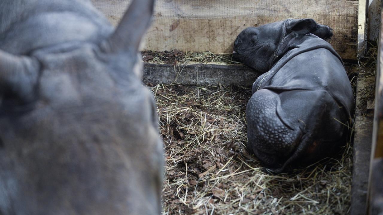 Vahşi doğada yaklaşık 3600 Hint gergedanının kaldığı ve dünyada sadece 86 hayvanat bahçesinin nesli tükenmekte olan türü barındırdığı tahmin edilmektedir.
