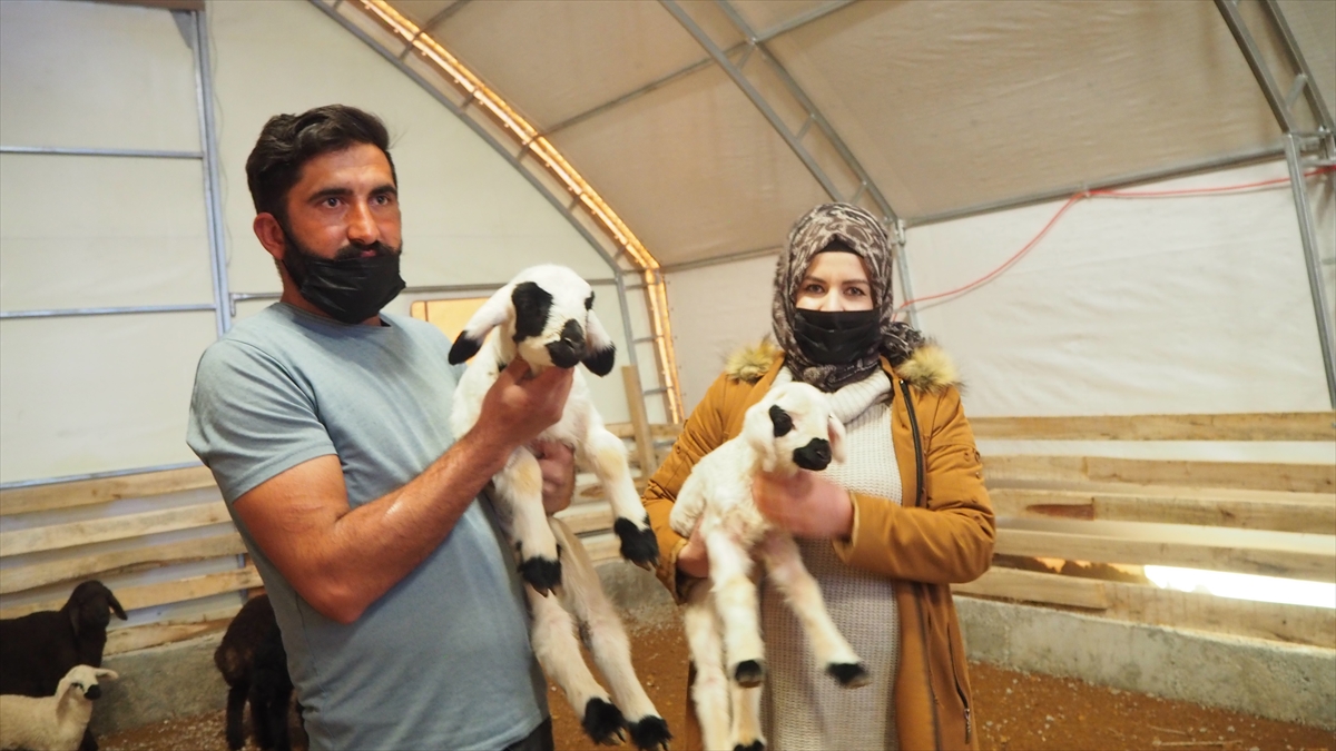 Halime ve Mehmet Borlu çifti, proje kapsamında verilen 40 koyunu, 4 yılda 148 başlık sürüye dönüştürdü. 