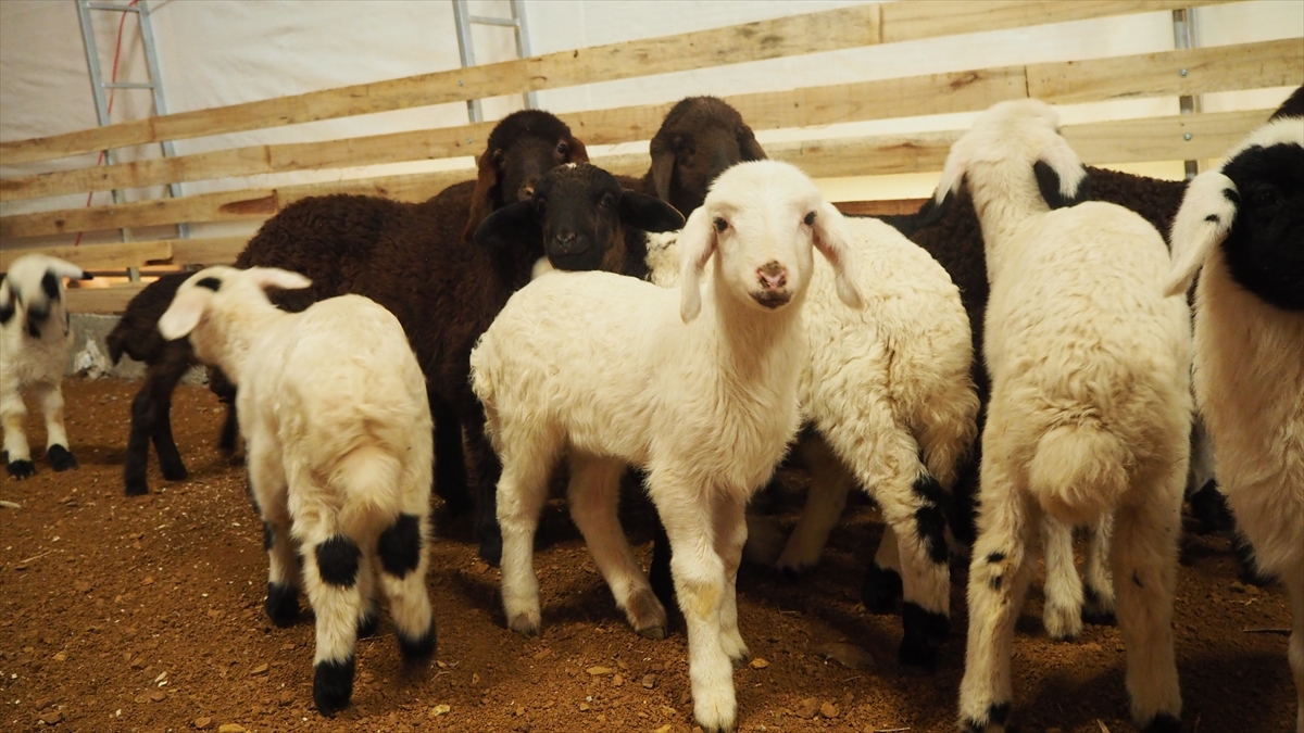 Borlu, küçükbaş hayvan sayısı artınca bir barınak ihtiyacı oluştuğunu dile getirerek, bunun için de Bozkır İlçe Tarım ve Orman Müdürlüğünün "KOP ile Küçükbaş Hayvanlar Refaha Erişiyor Projesi"ne başvurduklarını anlattı.