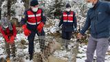 Bolu'da bulunan 3 yaralı şahin tedavi edilerek doğaya bırakıldı