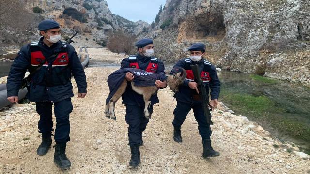 Yavru yaban keçisini montla soğuktan korudular