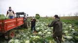 Lahana fiyatı ve kalitesiyle çiftçinin yüzünü güldürdü