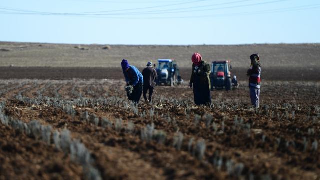 Devlet destekli lavantalar kadınların geçim kaynağı oldu