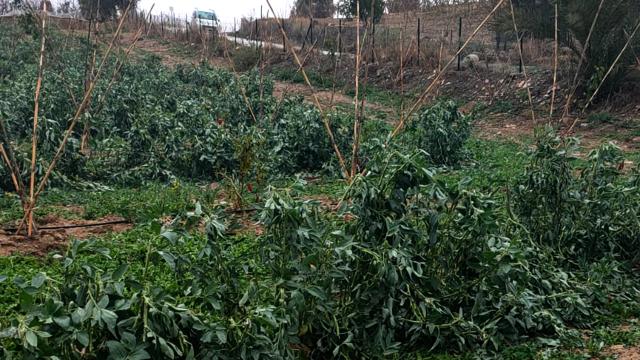 Mersinde dolu 600 dekar tarım arazisine zarar verdi