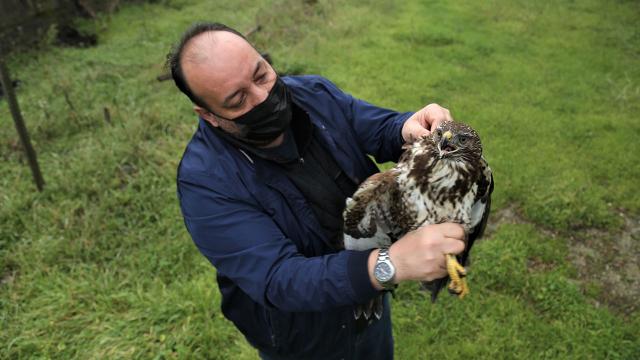 Yaralı halde bulunan 2 şahin koruma altına alındı