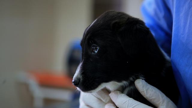 Köpeğin üzerine bastığı için uyardığı komşusu tarafından darbedilen genç kız şikayetçi oldu