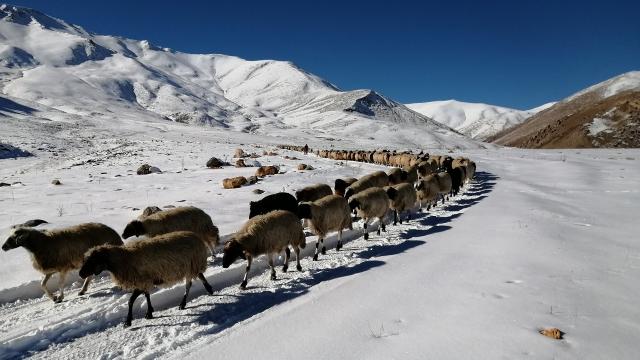 Erzurumda kar nedeniyle mahsur kalan çoban ve sürüsü kurtarıldı