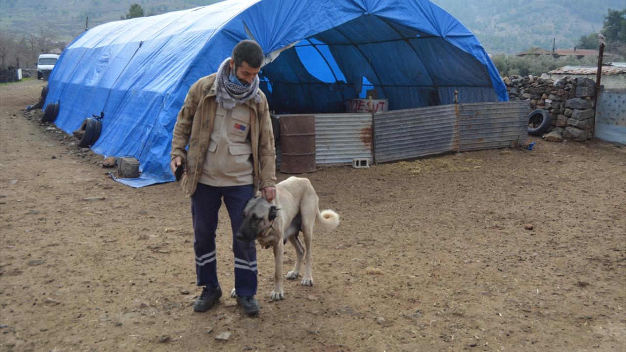Gaziantep�te dişi köpek kendi yavrularının yanı sıra bir kuzuya da