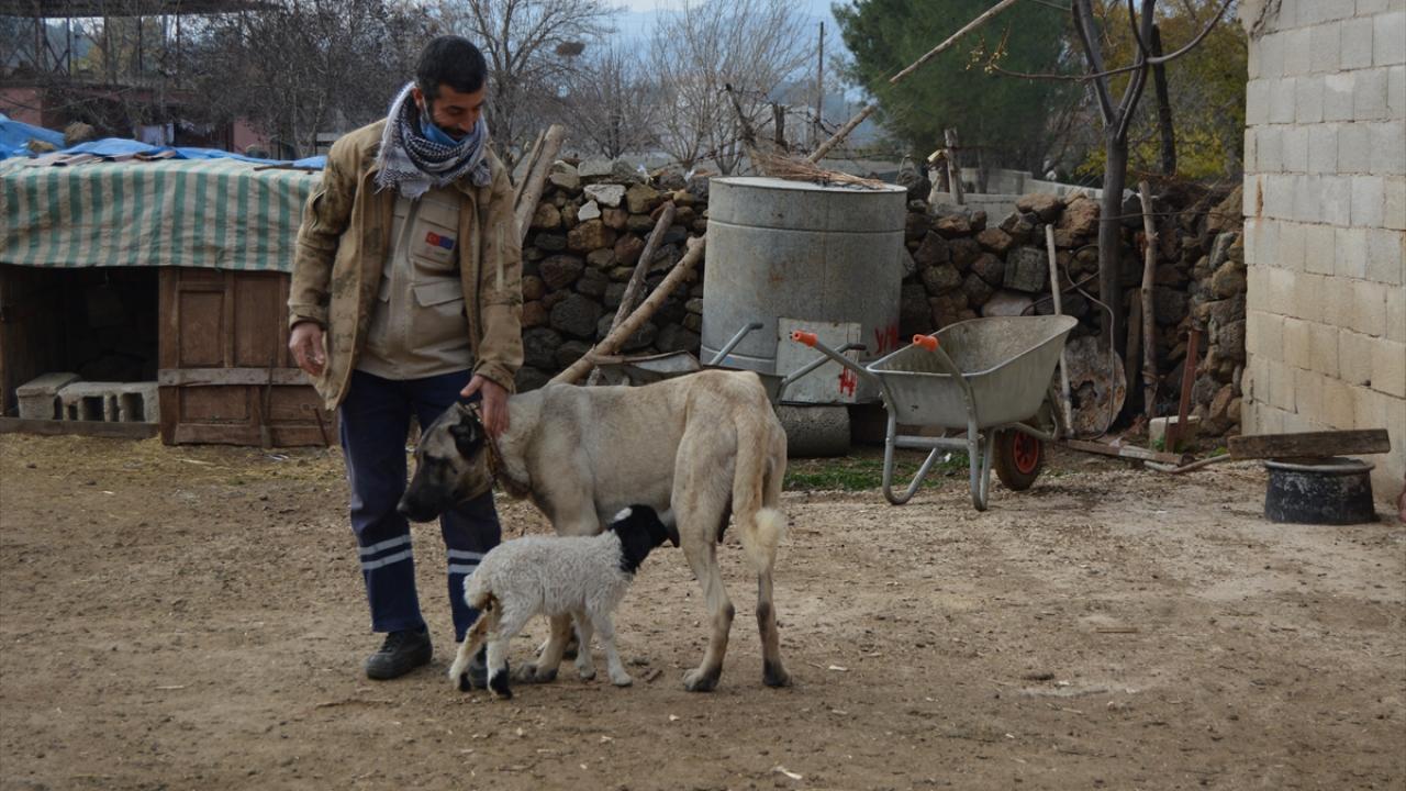 Gaziantep�te dişi köpek kendi yavrularının yanı sıra bir kuzuya da