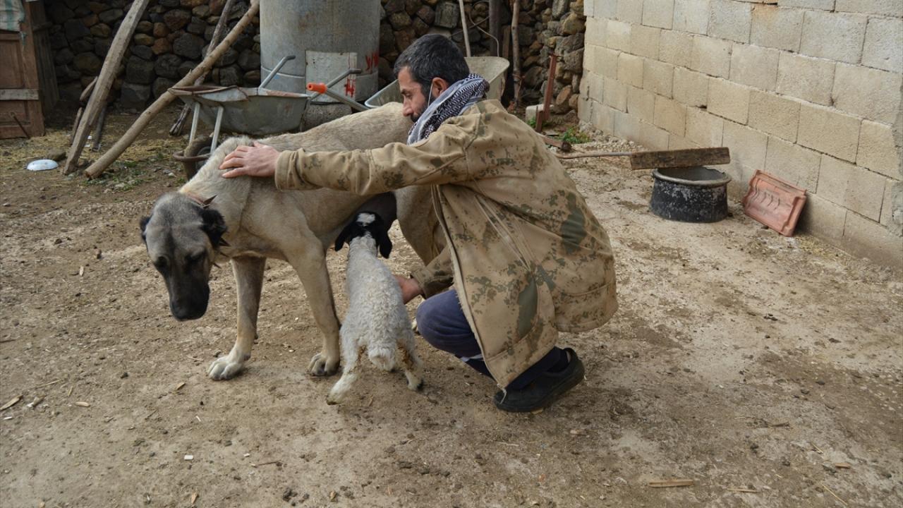 Gaziantep�te dişi köpek kendi yavrularının yanı sıra bir kuzuya da