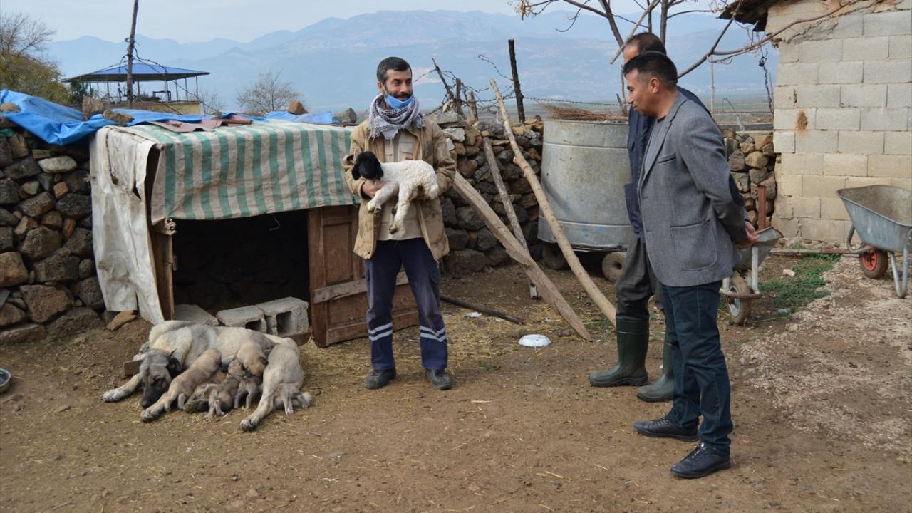 Kangal köpeklerinin çok sadık ve içgüdüsel olarak diğer köpeklerden farklı olduğunu anlatan Karakuş, "Hayatımda ilk defa böyle bir şey gördüm. Gördüm ki Kangal bizim kuzuyu emziriyor, annelik yapıyor. Zaten doğum yapmıştı. Kuzuyu da emzirdi." dedi.