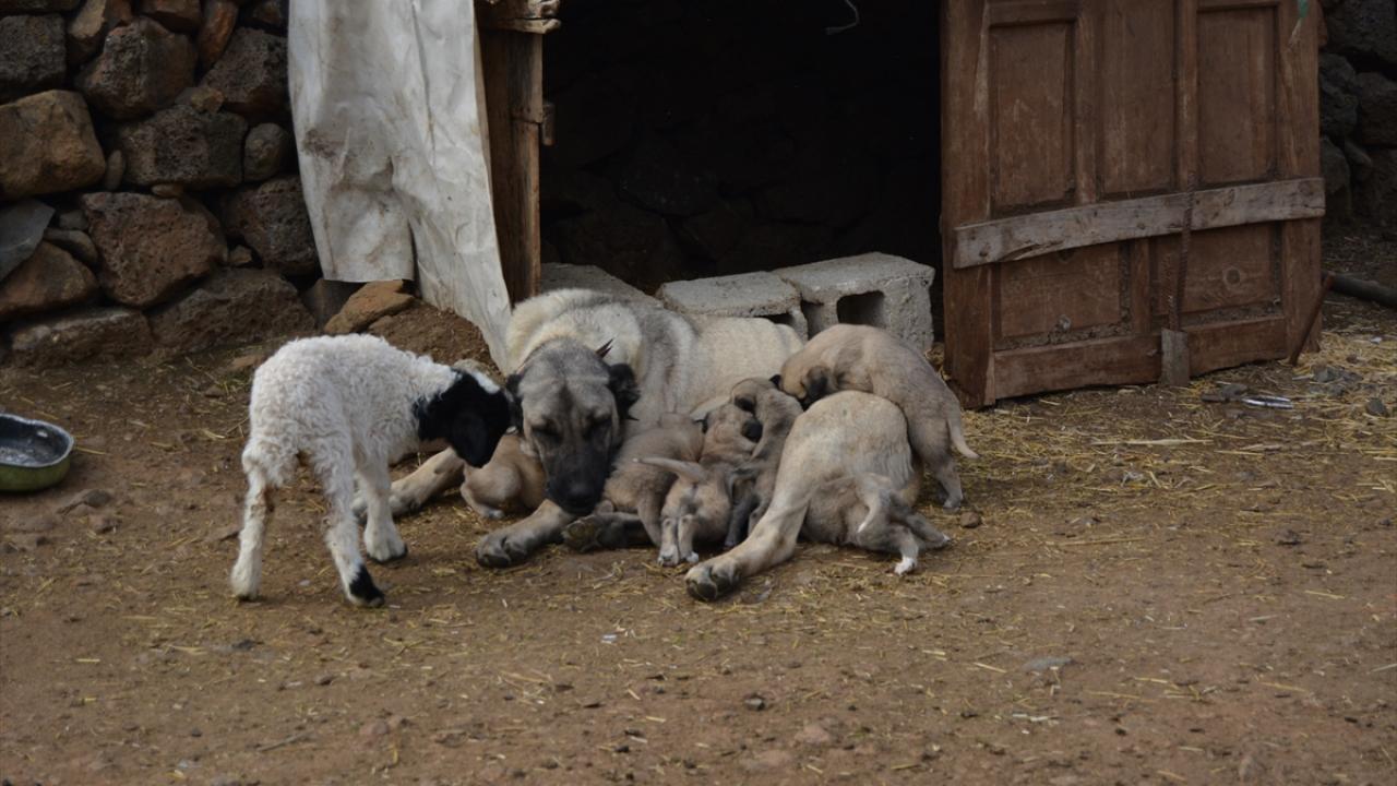 Karakuş`un komşuları da kangal köpeğinin kuzuyu emzirmesini merak ederek çiftliği ziyaret ediyor.​​​​​​​