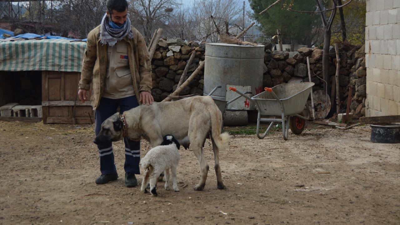 gaziantep köpek barınagı