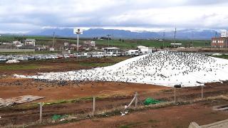 Güvercinler yiyecek için buğday pazarına akın ediyor