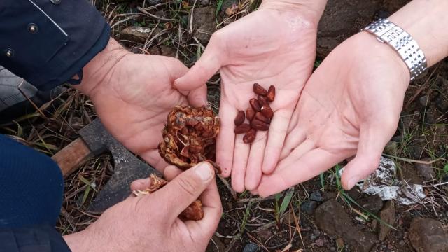 Trabzonda çam fıstığı yetiştiriciliği yeni gelir kapısı olacak