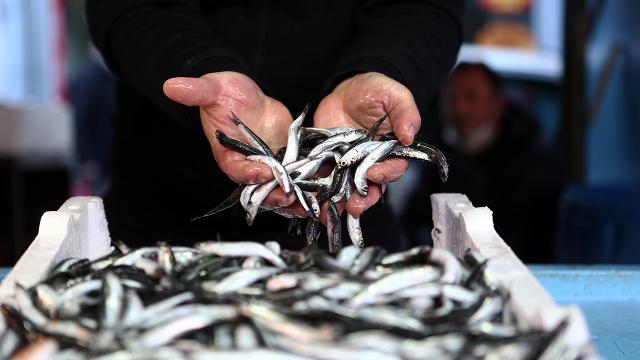 Hamsi avı yasağı 7 Şubata uzatıldı