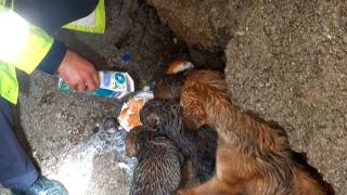 Dere yatağında mahsur kalan köpek ve 4 yavrusu kurtarıldı