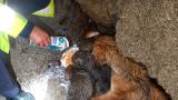 Dere yatağında mahsur kalan köpek ve 4 yavrusu kurtarıldı
