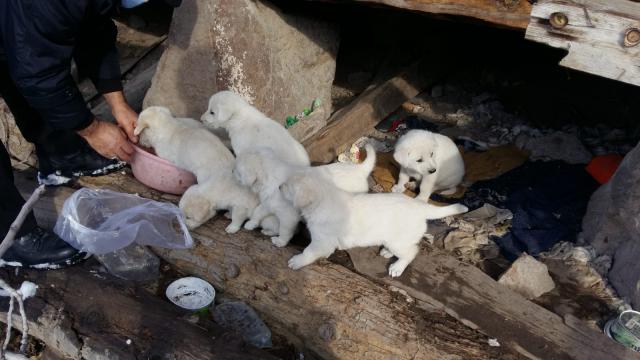 Çorumda sosyal medyadan yapılan çağrıyla 7 köpek yavrusu korumaya alındı