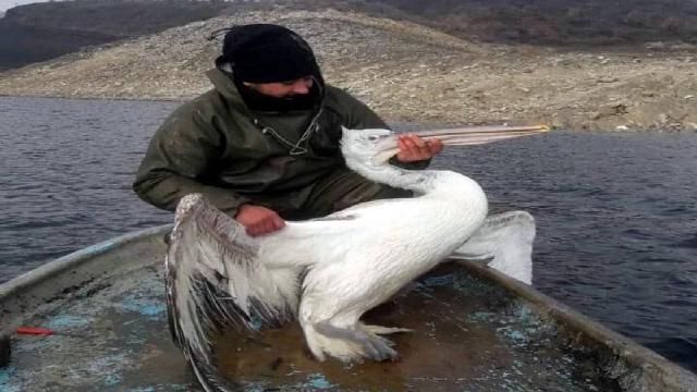 Baraj gölünde ağa takılan pelikan kurtarıldı