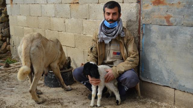 Gaziantepte dişi köpek kendi yavrularının yanı sıra bir kuzuya da annelik ediyor