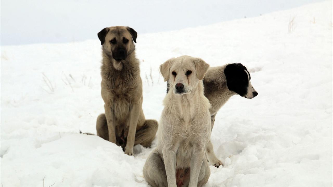 "Sokakta biz 10 dakika bile dayanamazken onlar aylarca yaşıyor"