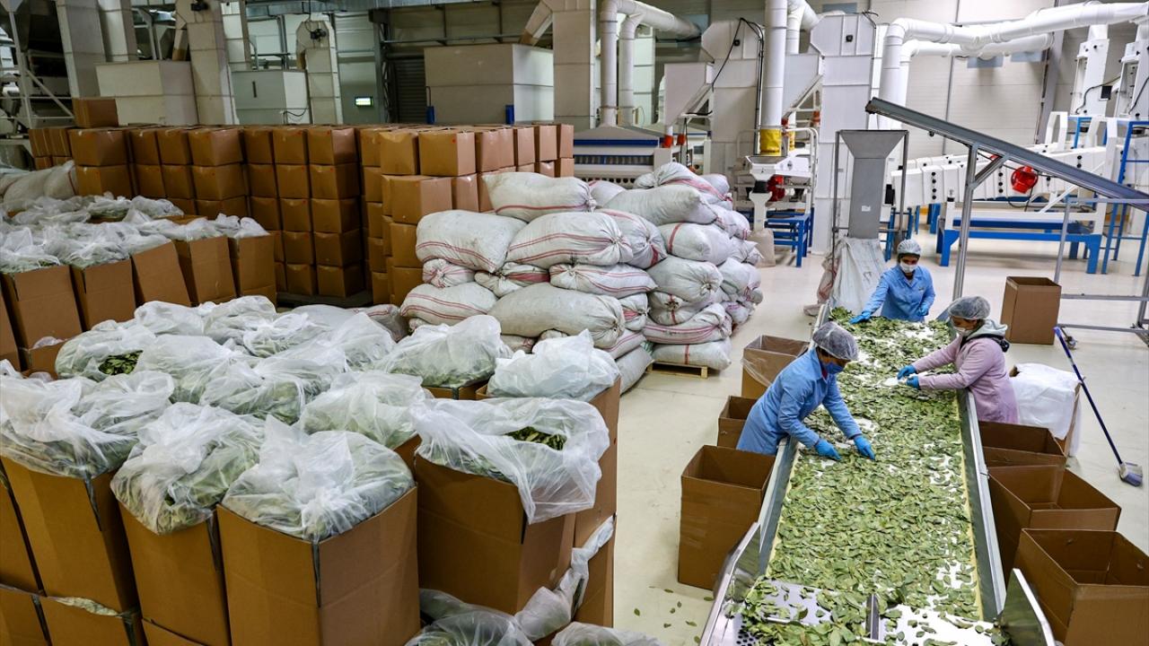 Baharat ihracatında ilk sırada 29 milyon 743 bin dolarla ABD yer aldı. Bu ülkeyi 22 milyon 822 bin dolarla Almanya ve 8 milyon 941 bin dolarla Çin izledi.