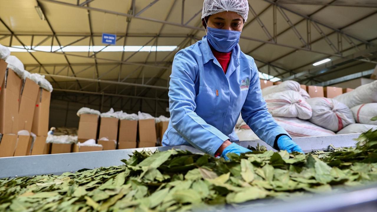 Ürün bakımından 59 milyon 843 bin dolarla kekik ilk sırada yer alırken bunu 44 milyon 586 bin dolarla defne ve 11 milyon 427 bin dolarla kimyon takip etti.