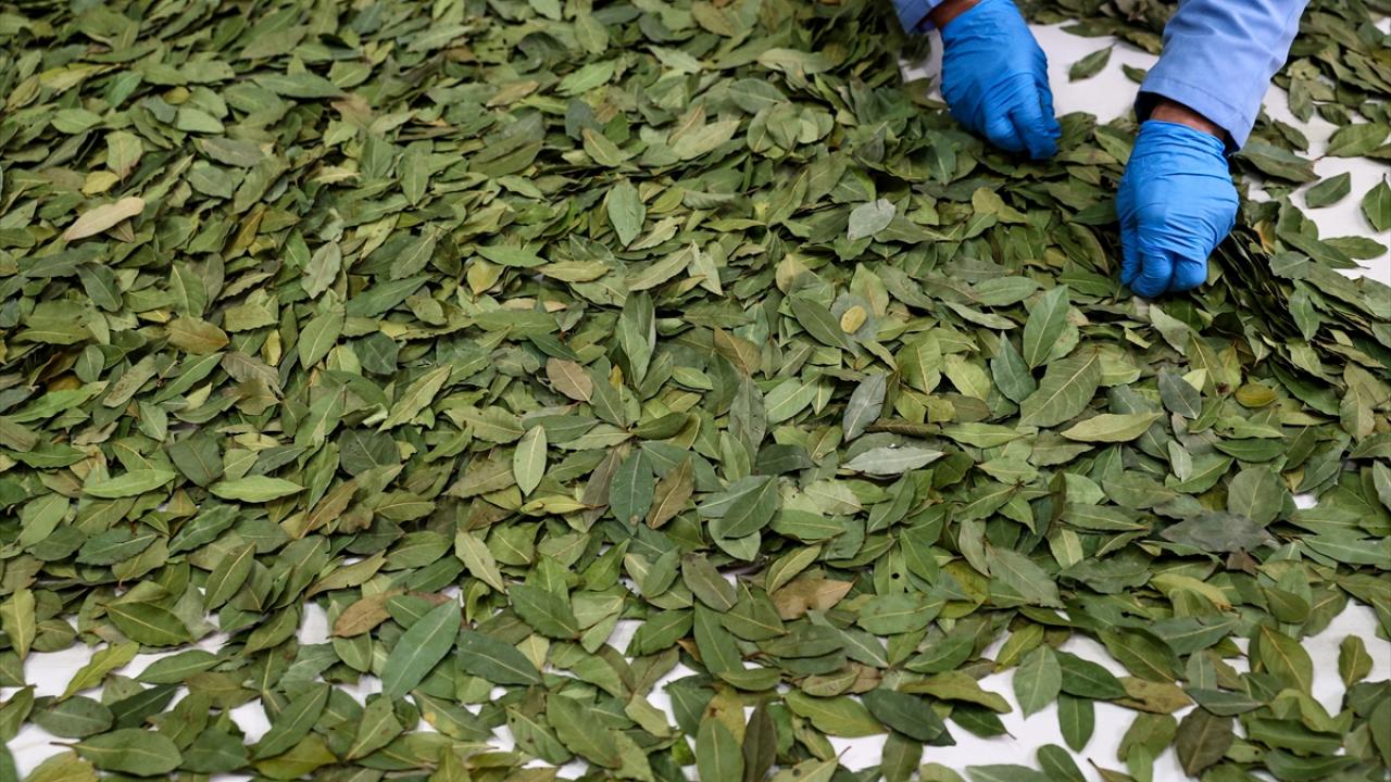 Ege Mobilya Kağıt ve Orman Ürünleri İhracatçıları Birliği Yönetim Kurulu Üyesi ve baharat ihracatçısı Latif Özbek, baharat sektörünün hem 2019`u hem de 2020`yi güzel geçirdiğini söyledi.