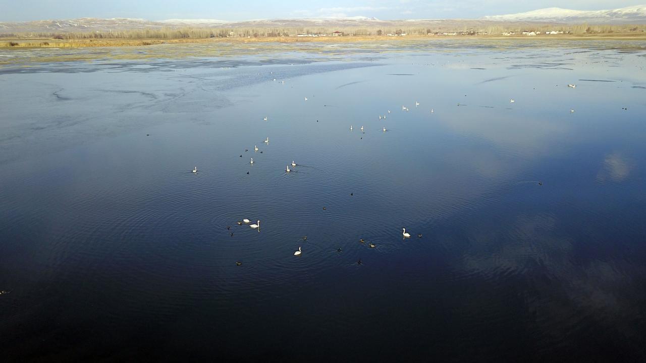 Geniş sazlık ve sulak alanlarıyla yüzlerce kuş türünü bünyesinde barındıran Van Gölü havzası, yazın flamingo, kışın da ötücü kuğularla renkleniyor.