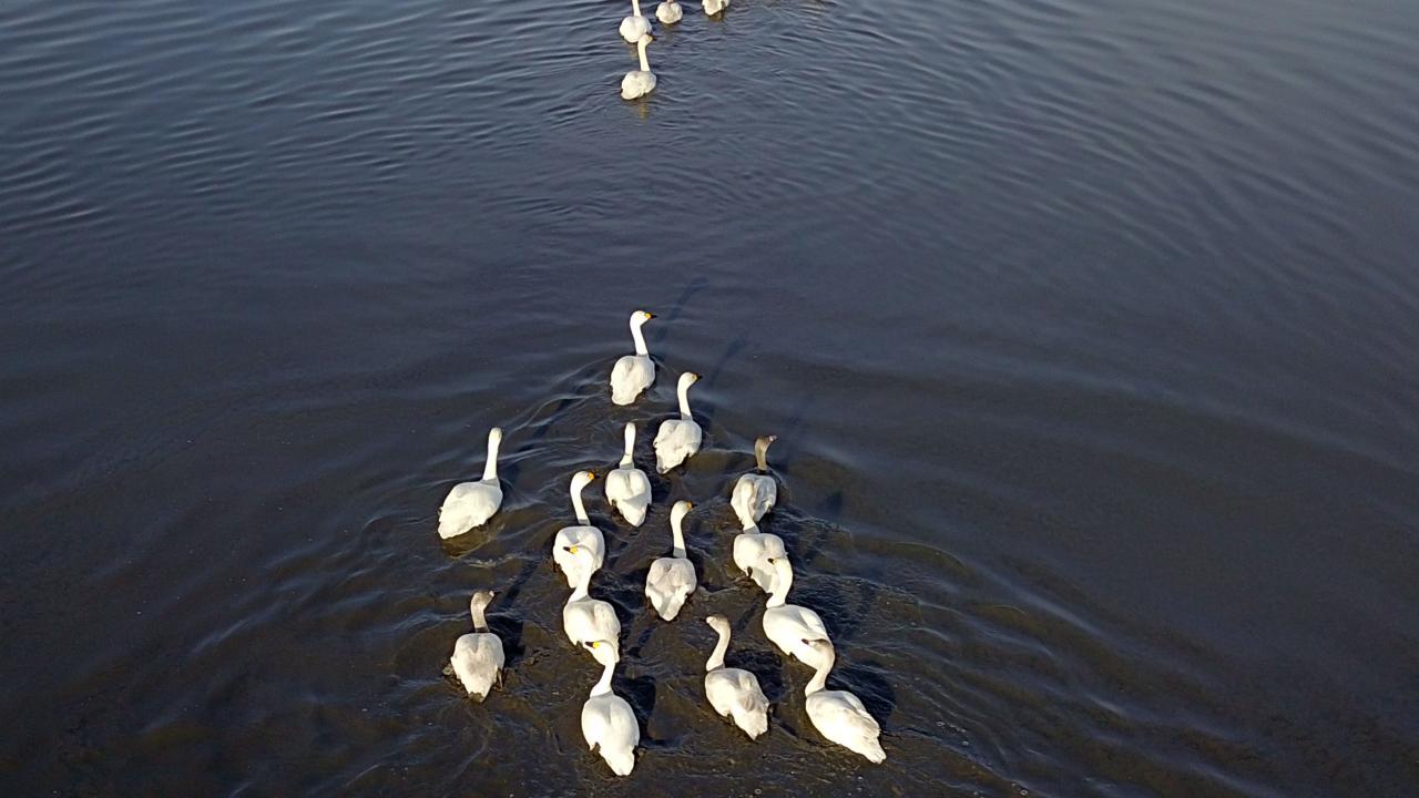 Van ve Erçek gölleri çevresindeki sulak alanlara gelen çok sayıda ötücü kuğu, iri gövdeleri, zarif boyunları ve bembeyaz tüyleriyle gölün maviliklerinde süzülerek, ziyaretçilere görsel şölen sunuyor.