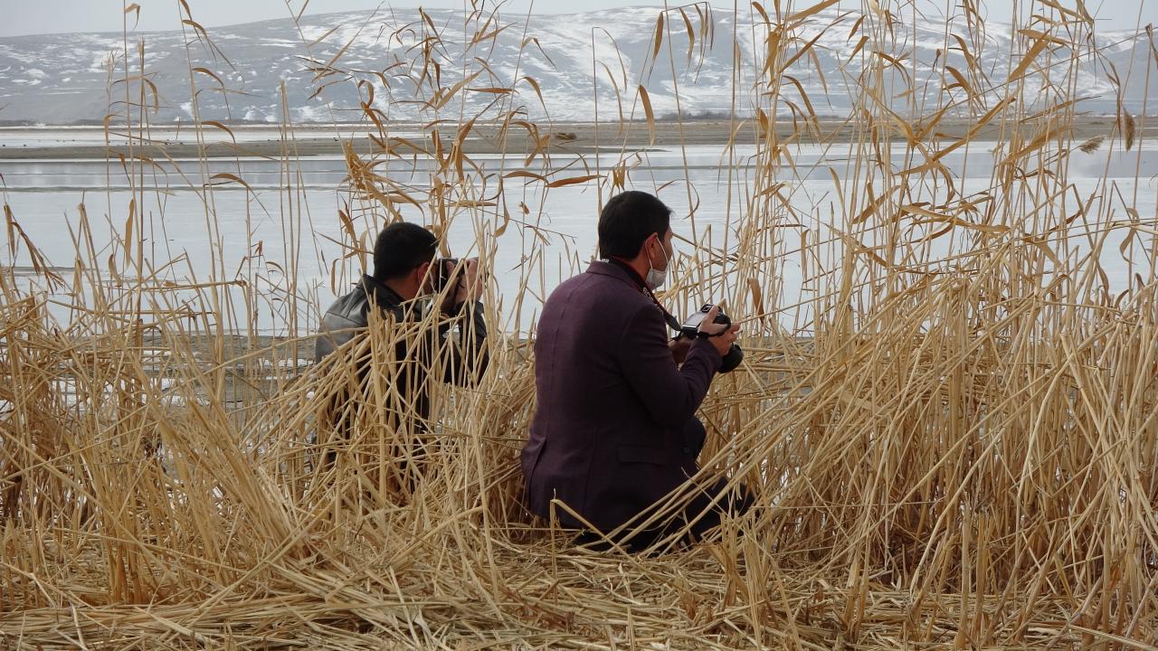 Renkli görüntülerle ziyaretçilerin ilgisini çeken ötücü kuğuların görüldüğü Erciş ilçesine bağlı Gölağzı Mahallesi`ne gelen doğa ve fotoğraf tutkunları, renkli görüntüler oluşturan kuşları izledi, fotoğraflarını çekti.