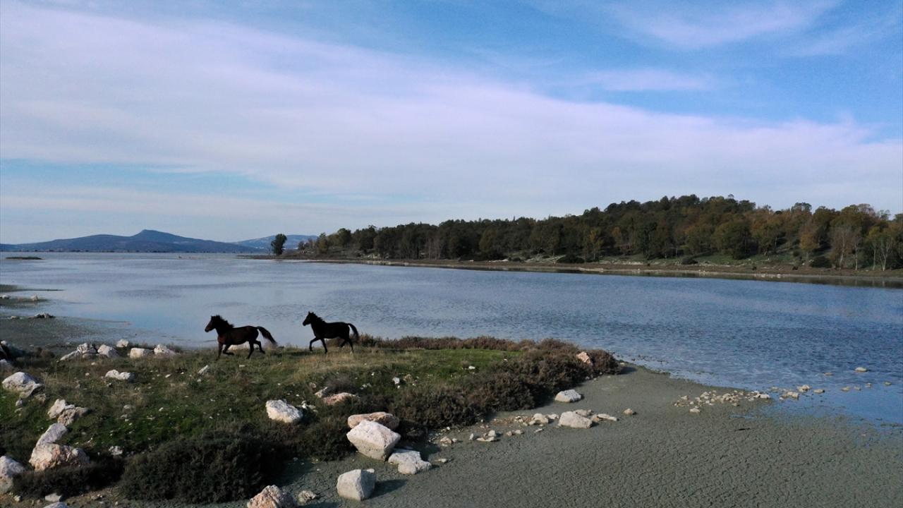 Bölgedeki atlar, civarda yaşayan insanların yıllar önce buraya otlatma amaçlı bıraktıkları ya da yaşlılık ve sakatlık gibi nedenlerle saldıkları atların devam eden nesilleri olarak biliniyor.