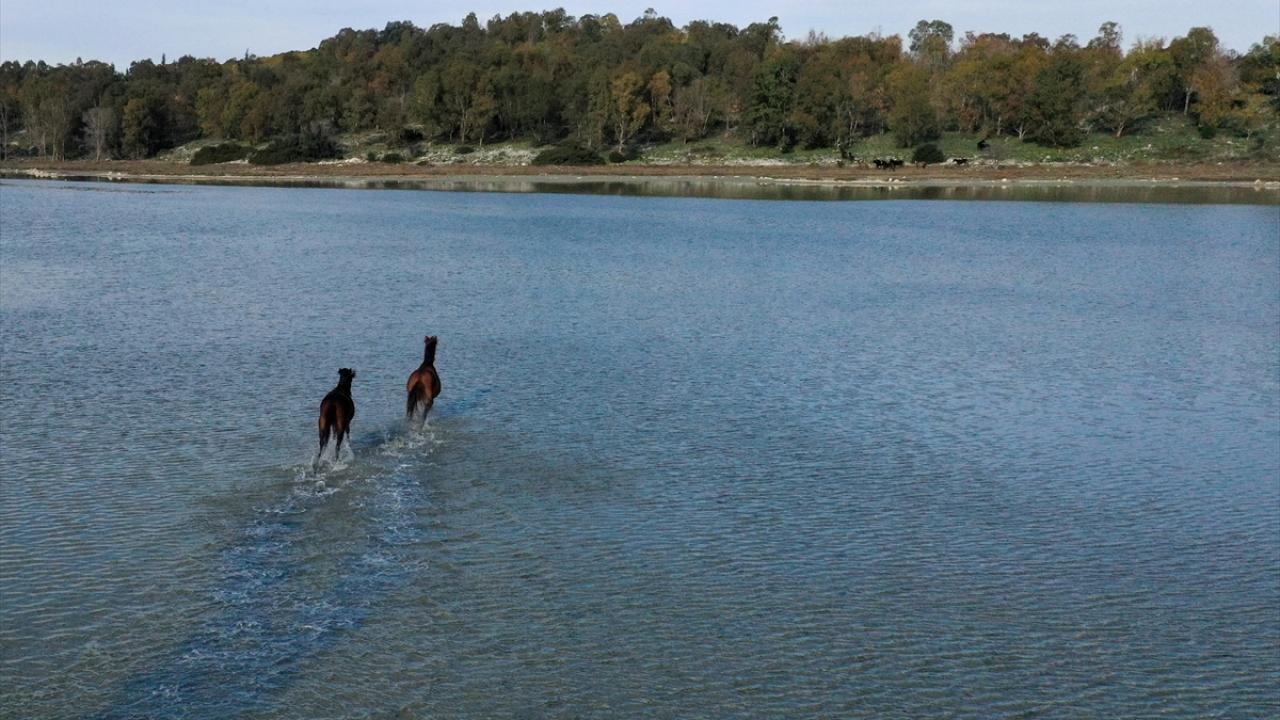 Deltadaki biyolojik çeşitliliğin korunmasında önemli rol oynayan atların beslenmesiyle bazı bitkilerin gelişmesi engellenerek bu türlerin baskın hale gelmesinin önüne geçiliyor.