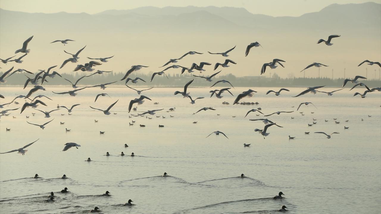 Su ve kıyı kuşu türünün göç yolu üzerinde önemli bir istasyon olan İzmit Körfezi Sulak Alanı, uluslararası göç zinciri üzerindeki alanlardan da bir tanesi.