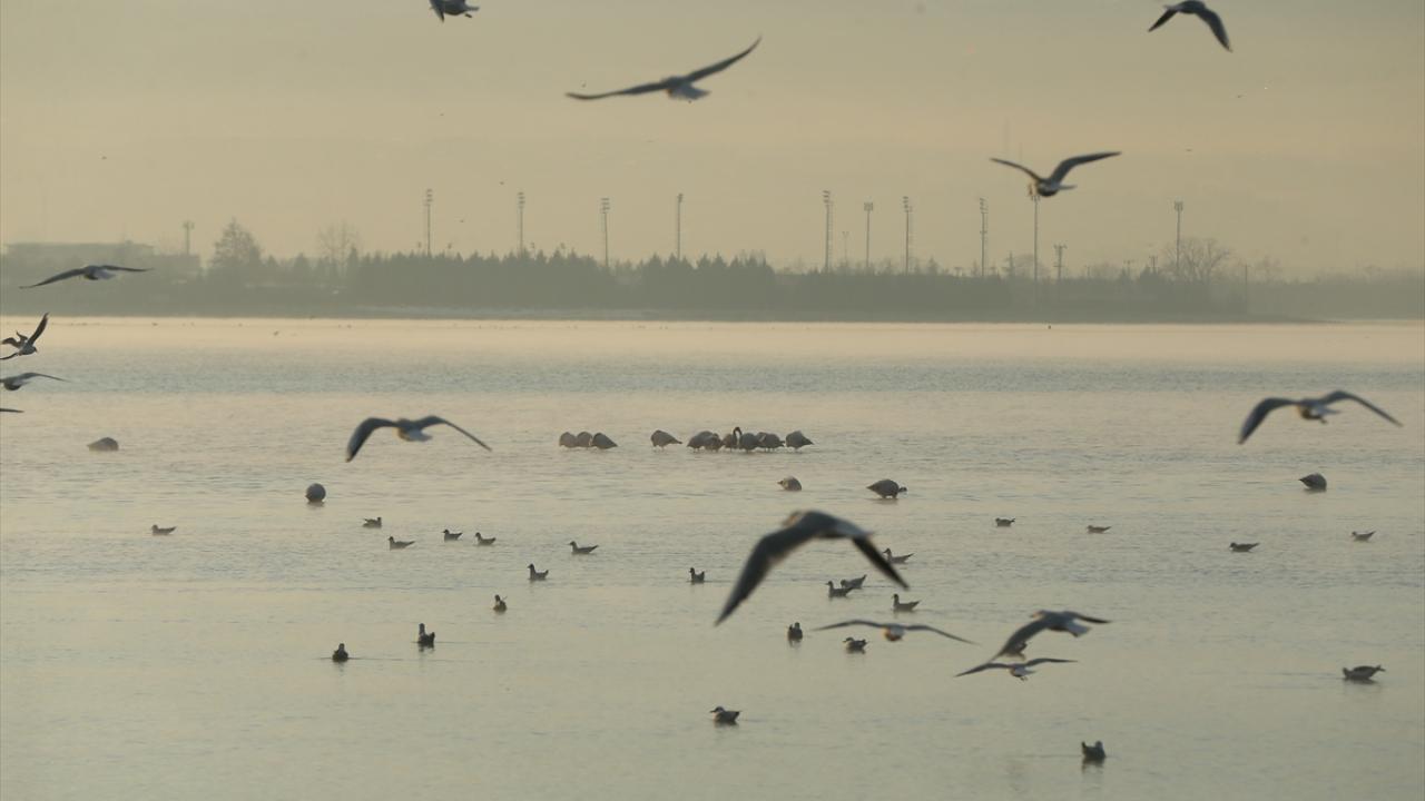 Bu yüzden göçmen türlerin beslenme ve barınma ihtiyaçlarını gidererek yaşamını sürdürmesi açısından ayrı bir öneme sahip. 