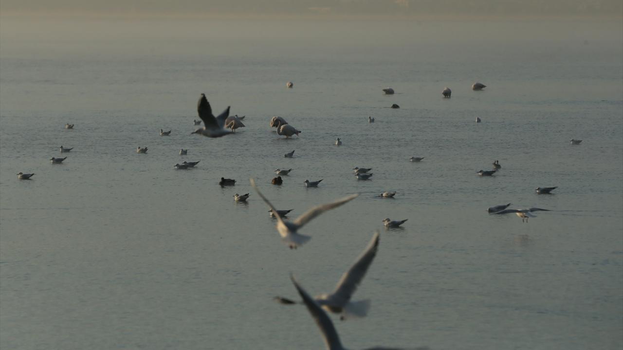 Renkli görüntülere sahne olan sulak alanda, flamingoların yanı sıra yeşilbaş ördek, turna, sakarmeke, elmabaş patka, boz ördek, kaşıkgaga, suna gibi kuş türleri de gözlemlenebiliyor.