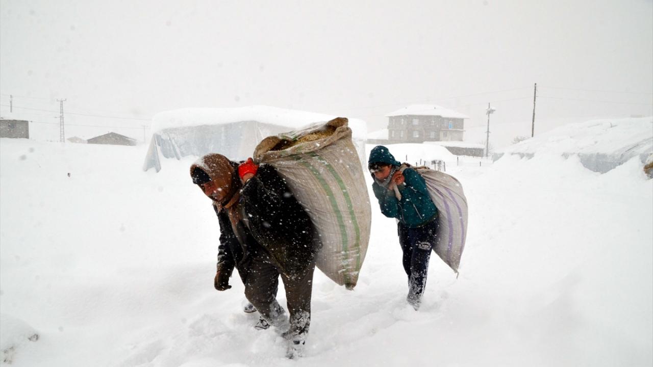 Karla kaplı ahırların çevresini temizleyen besiciler, yazın biriktirdikleri otları ezdikleri karın üzerinde sererek hayvanları besliyor.