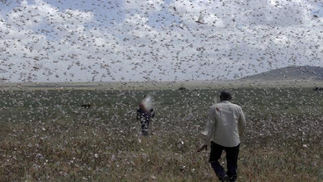 Kenya işgal altında: Çekirge sürüleri 15 ilçeyi işgal etti